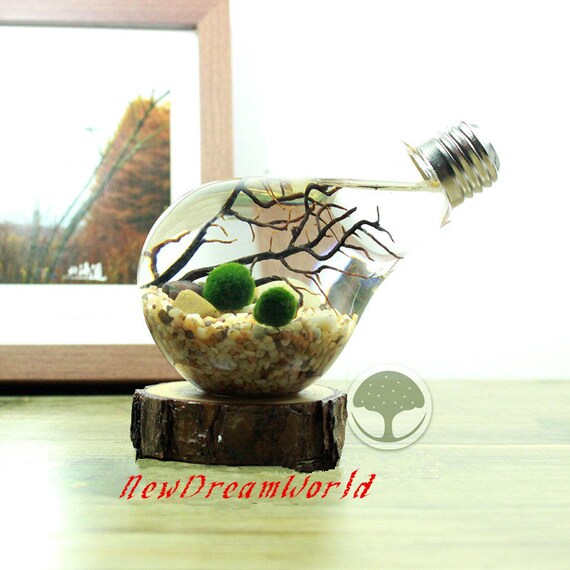 Bulb aquarium with aquatic living marimo ballriver stonesea
