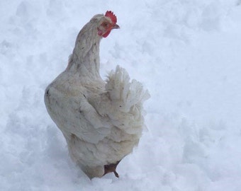 Chicken In The Snow, Farmyard Animals in Winter, Chickens in winter, Hens in Snow