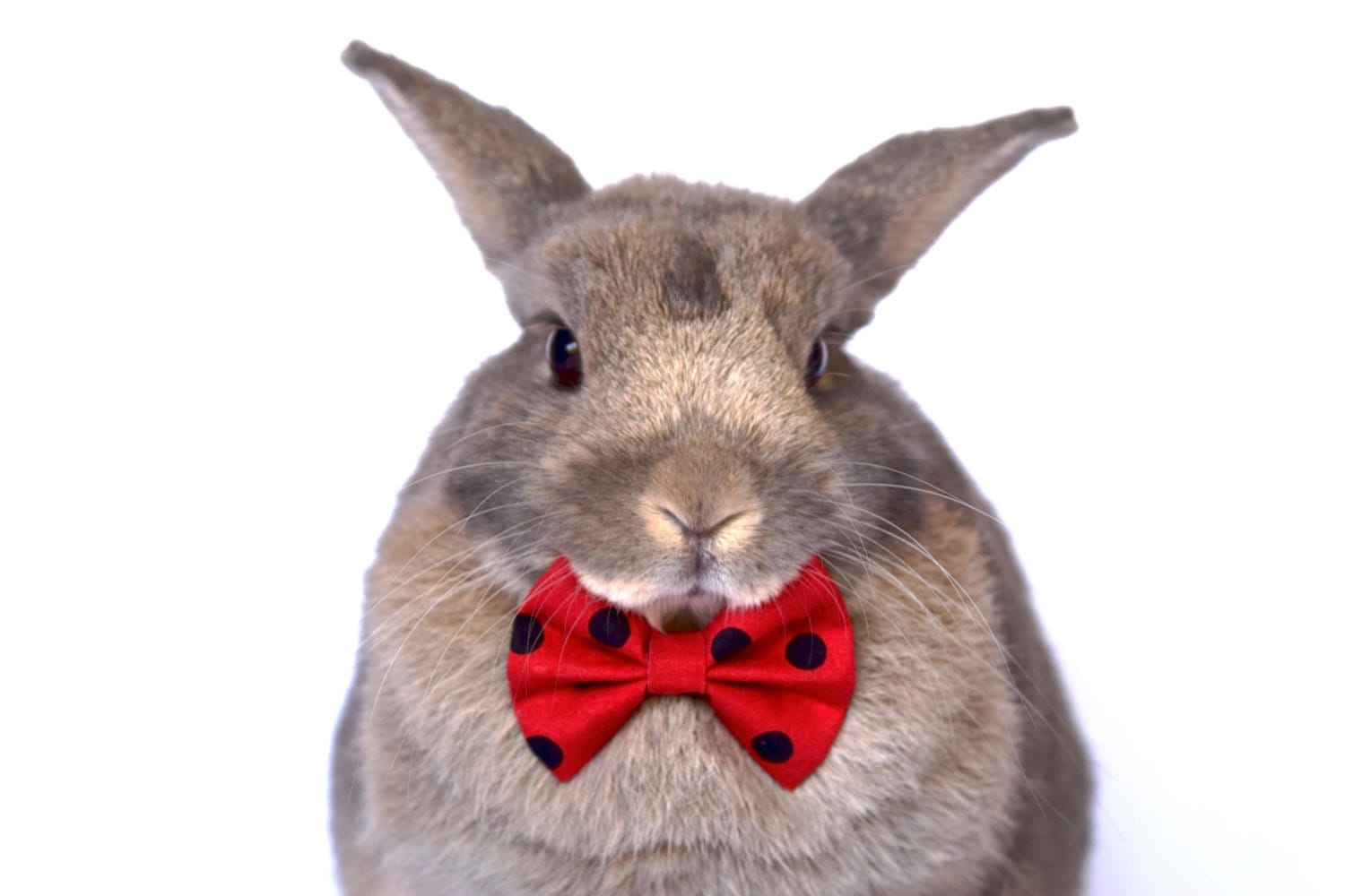 Red and black polka dot bow tie for bunnies pet rabbit bows