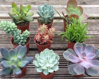 Set of 3 Mixed Succulent Plants in 5.5cm (2.5") Pots. House Plants. Living Walls. Terrariums. Wedding Favours. Fairy Gardens
