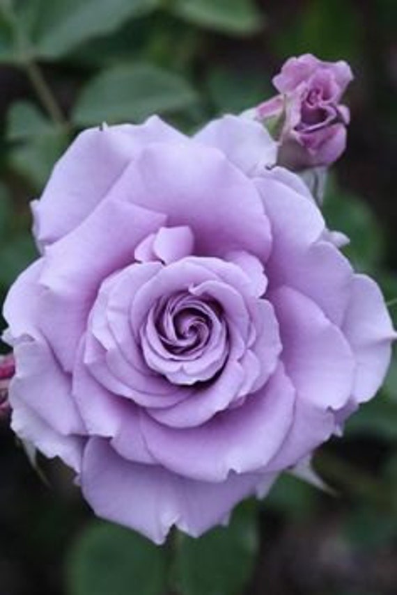 50 Violet Purple Rare Rose Flower Seeds Heirloom by FancyGarden