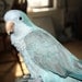 Silverbird