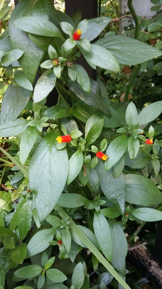 Candy Corn Vine bicolor