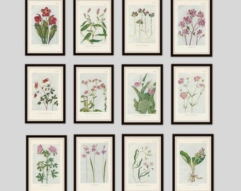 Any 6 Botanical Prints, Set of 6, Antique Botanical, Botanical Print Set, Set of Prints, Cottage Decor, Victorian, Lithograph, Wildflower