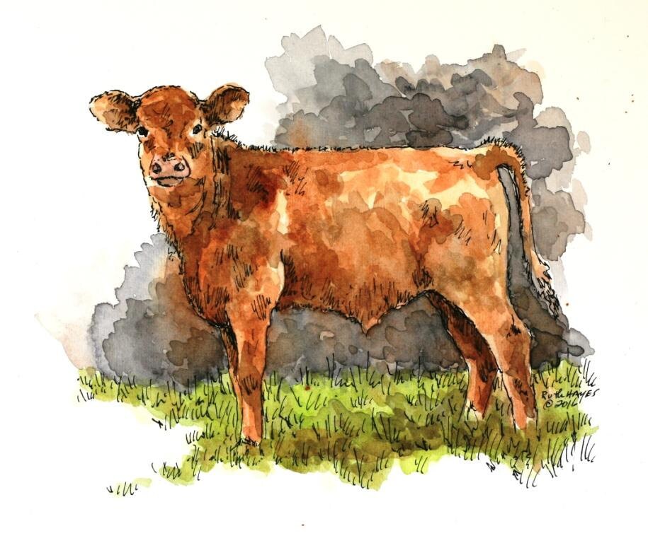 Brown calf watercolor original painting 7 x 6