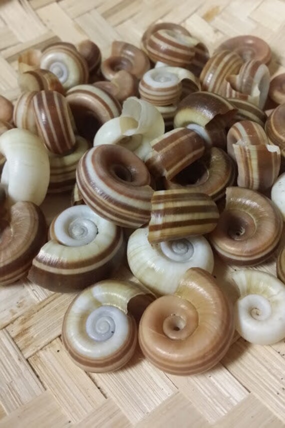 Brown Rams Horn Snail Shell Vintage Specimen shells Estate