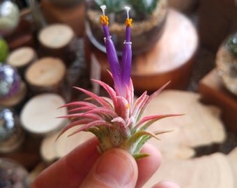 Air Plant - Tillandsia ionantha mexican - 1.5-2.5 Inch Size - Excellent gift or Wedding Favor