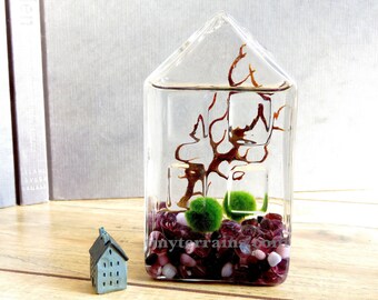 Marimo Terrarium - Super Cute Marimo Moss Ball Glass House Aquarium , Several Colors Available