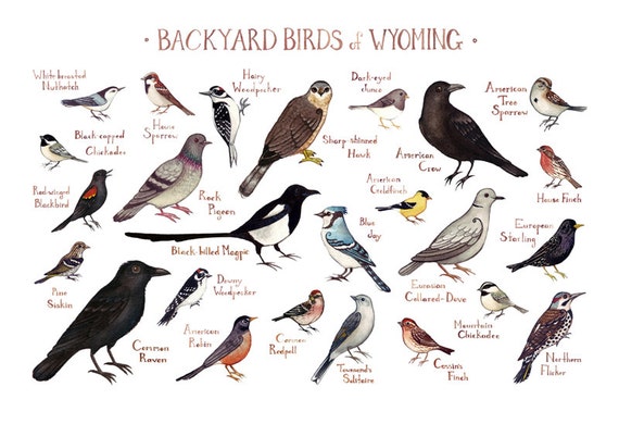 Wyoming Backyard Birds Field Guide Art Print Watercolor