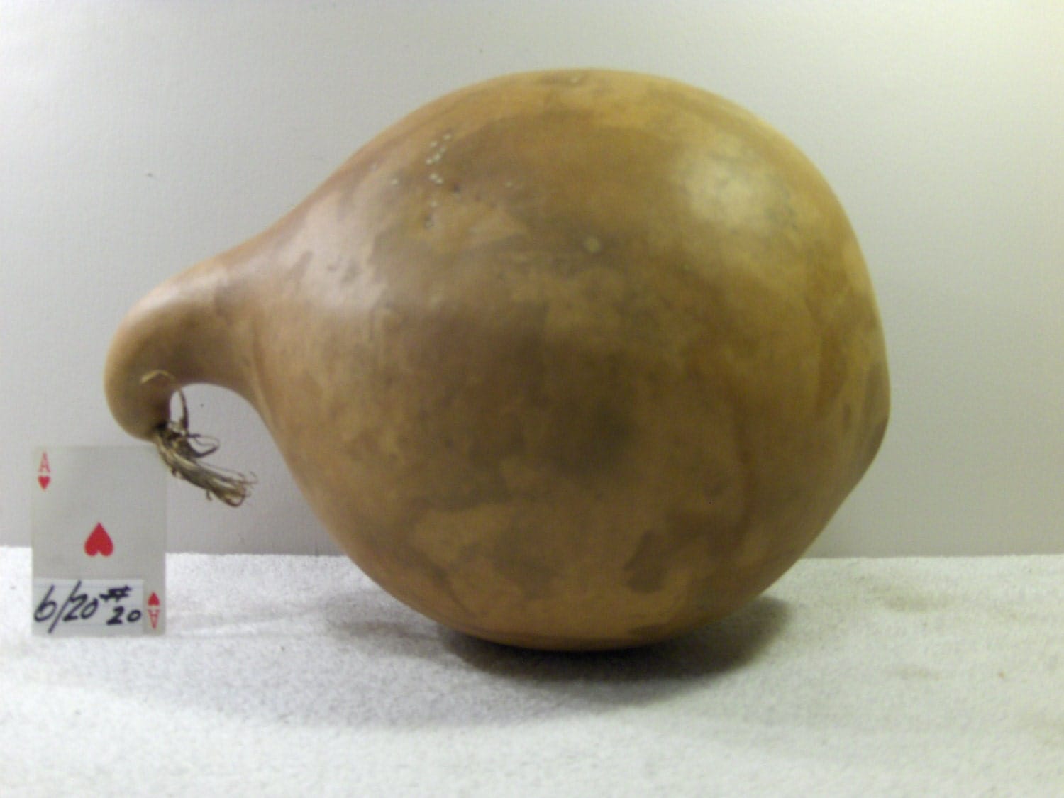 32 Around Bushel Basket Gourd Excellent Quality by midmowoodworks