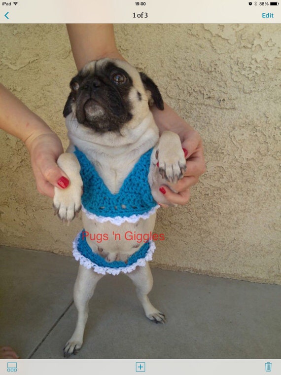 PugsBikiniDog BikiniSexy PugkiniDog by PugsNGiggles on Etsy