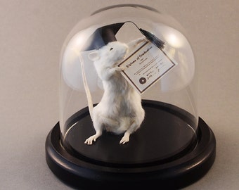 Taxidermy Graduation Mouse with Cap and Diploma