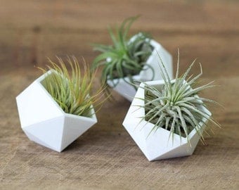 Geometric Air Plant Holders - Set of 3 -FREE SHIPPING!
