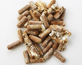 Shiitake Mushroom Plug spawn Grow your own Mushrooms Dowels