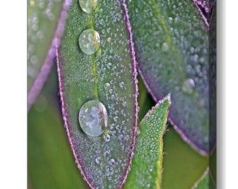 Leaf Photograph, Canvas Art, Rain Drops, Wall Art Canvas, Raindrops, Gallery Canvas, Water Drop, Macro Photography, Leaves Photography