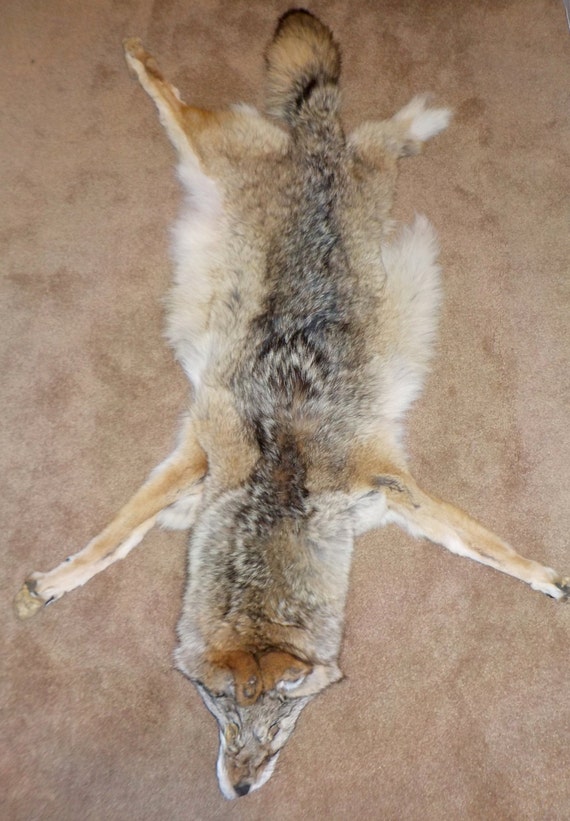 Flat COYOTE pelt with 3 feet