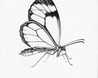 Glass Winged Butterfly - 4" x 6" Print