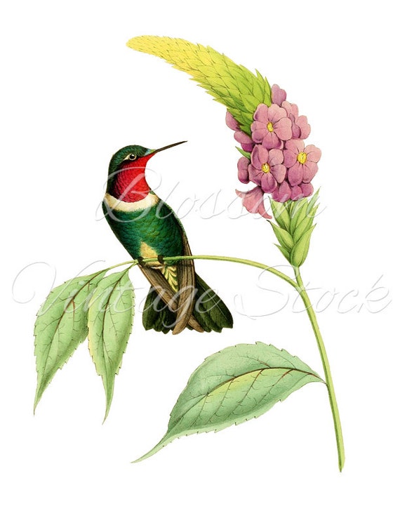 Hummingbird Vintage Image Hummingbird Clip Art Digital Image