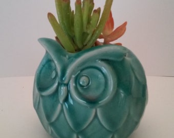 Aqua Owl Succulent Planter