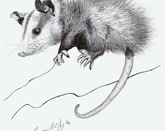 Opossum art | Etsy