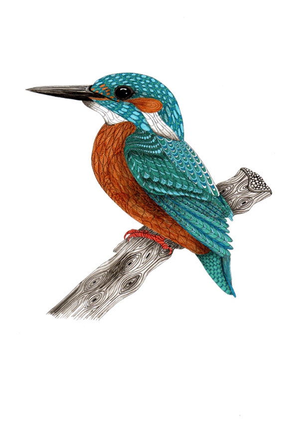 Teal wall art decor Kingfisher bird art print Nature lover