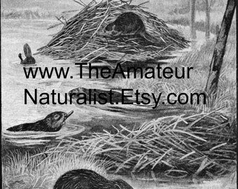 The Beaver Vintage Illustration, Antique Print, Digital Download