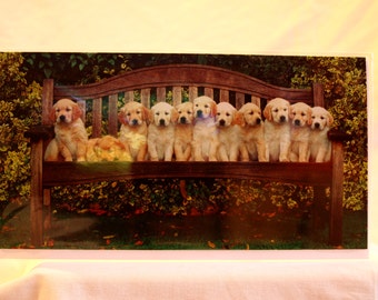 Golden Retriever Puppies on a Bench