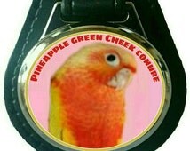 Unique green cheek conure related items | Etsy