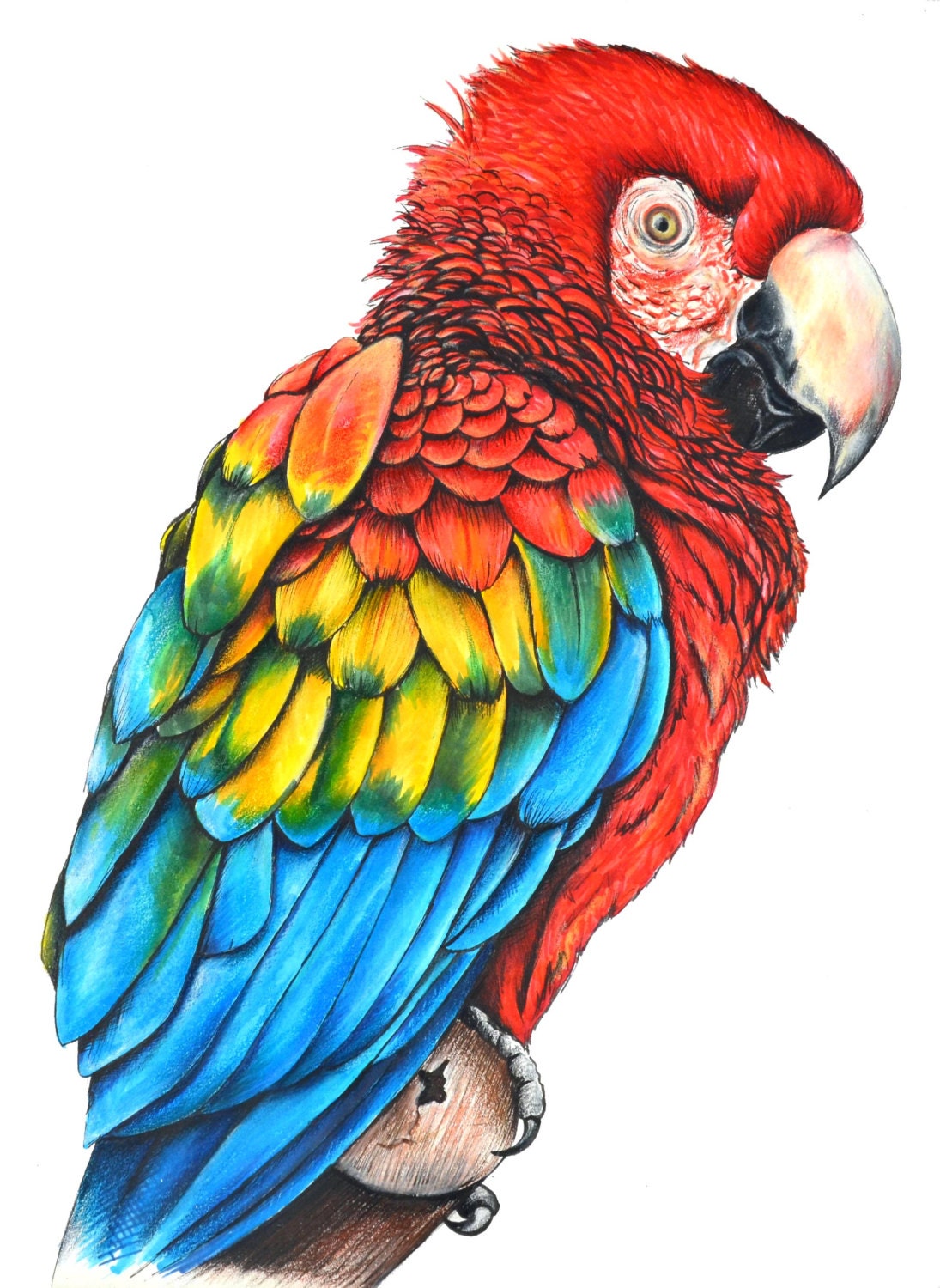 Scarlet Macaw Original Illustration