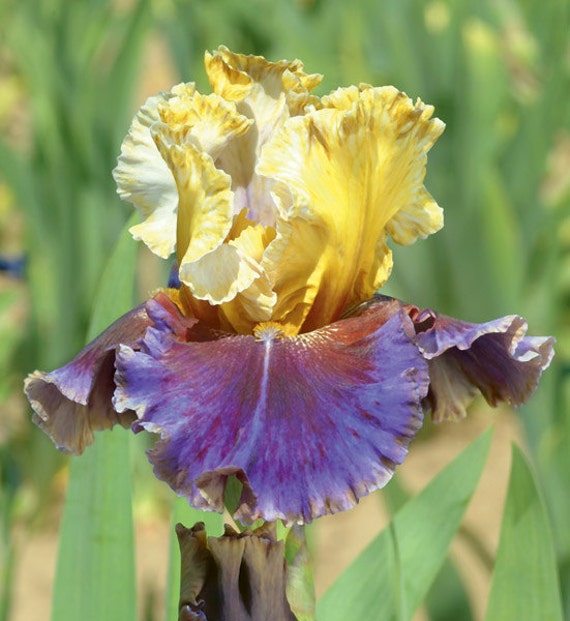 3 Final Episode Bearded Iris Rhizomes September Shipping