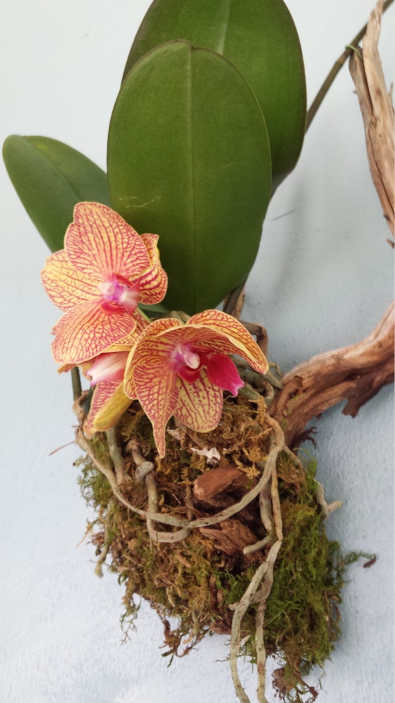 Orchid mounted on Driftwood