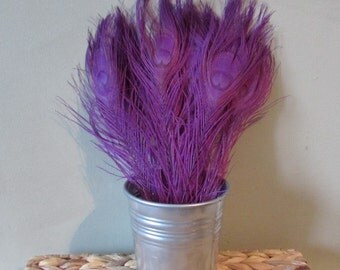 Purple Peacock Feathers (10-12")