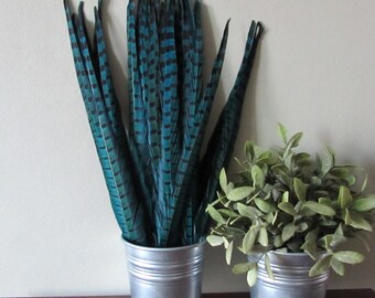Sky Blue Pheasant Feathers (16-18")