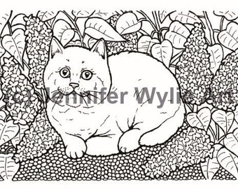 Download Maine Coon Cat Colouring Page Coloring Book Printable Adult