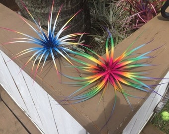 2 Tillandsia Air Plants Ferns Bursting With Color! 4"-6" Wide Fairy Garden Fantasy