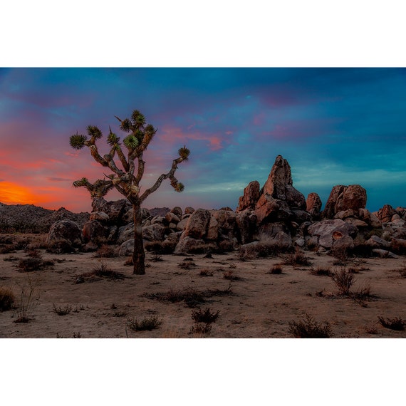 Joshua Tree Sunset Canvas Art Prints Fine Art by PMPDECORART