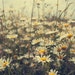 onesmallflower