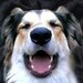 laughingdogjewelry