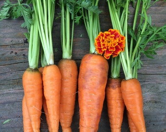 CLEARANCE Danvers 126 Organic Heirloom Carrot Seeds SALE