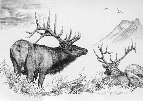 Elk Elk Art Pencil Drawing Of The Majestic Rocky Mountain Elk In The