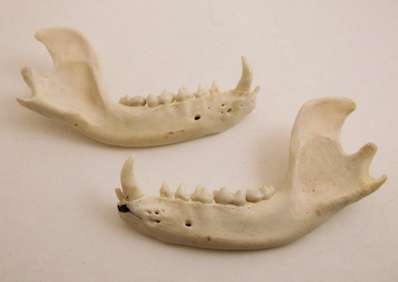 Genuine Raccoon jawbone jaw bone Coon taxidermy Crafts