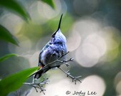 Hummingbird Wall Art Bird Photography Hummingbird Wall Art Bird Photography