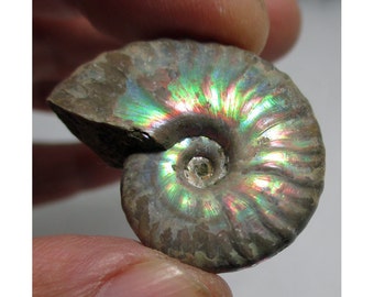 14.4 Gram Opalized Ammonite (Ammolite) Fossil - ww826