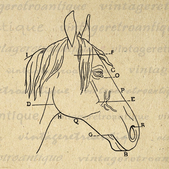 Printable Image Horse Head Diagram Graphic by VintageRetroAntique