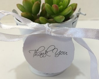 Succulent Plants. Gorgeous Succulent 50 Plant Assortment in 2 inch pots, with White Pails, White Ribbons and Tags.