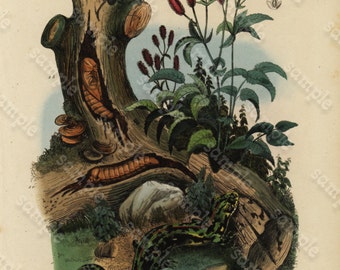 Antique Original Natural History Hand Colored Engraving - Saperde - Sangnisorbe and Salamandre