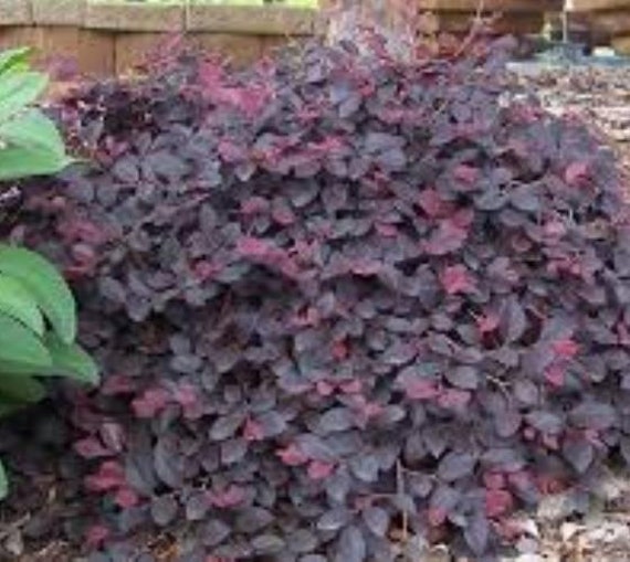 Daruma Dwarf Loropetalum chinese fringe by