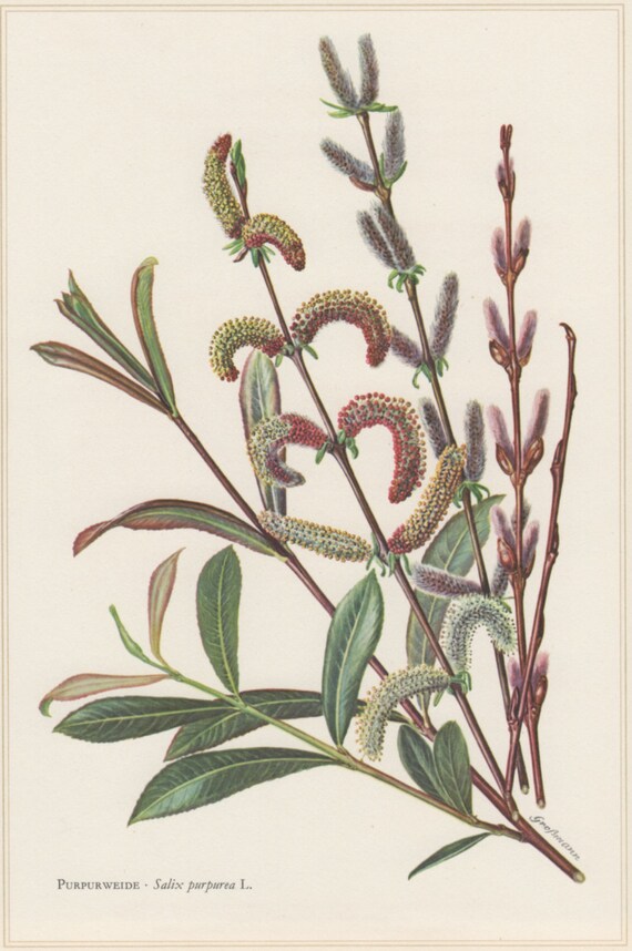 1960 Vintage Botanical Print, Salix purpurea, Purple willow, Lithograph Print, Botany Illustration, Willow Tree, Home Wall Decor, Floral Art