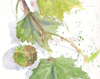 Plane tree branch. Original watercolour.