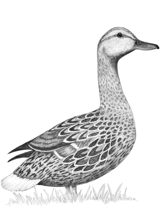 Waterfowl drawing art print note card hand drawn ducks